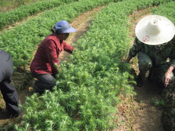 ɼľ��3����ľ