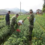 ɼľ��3����ľ