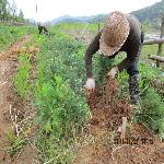 ɼľ��3����ľ