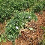 ɼľ��3����ľ